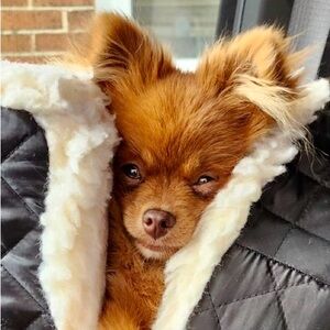 Meet your Posher, Susan